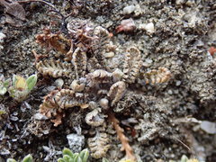 Leptinella conjuncta