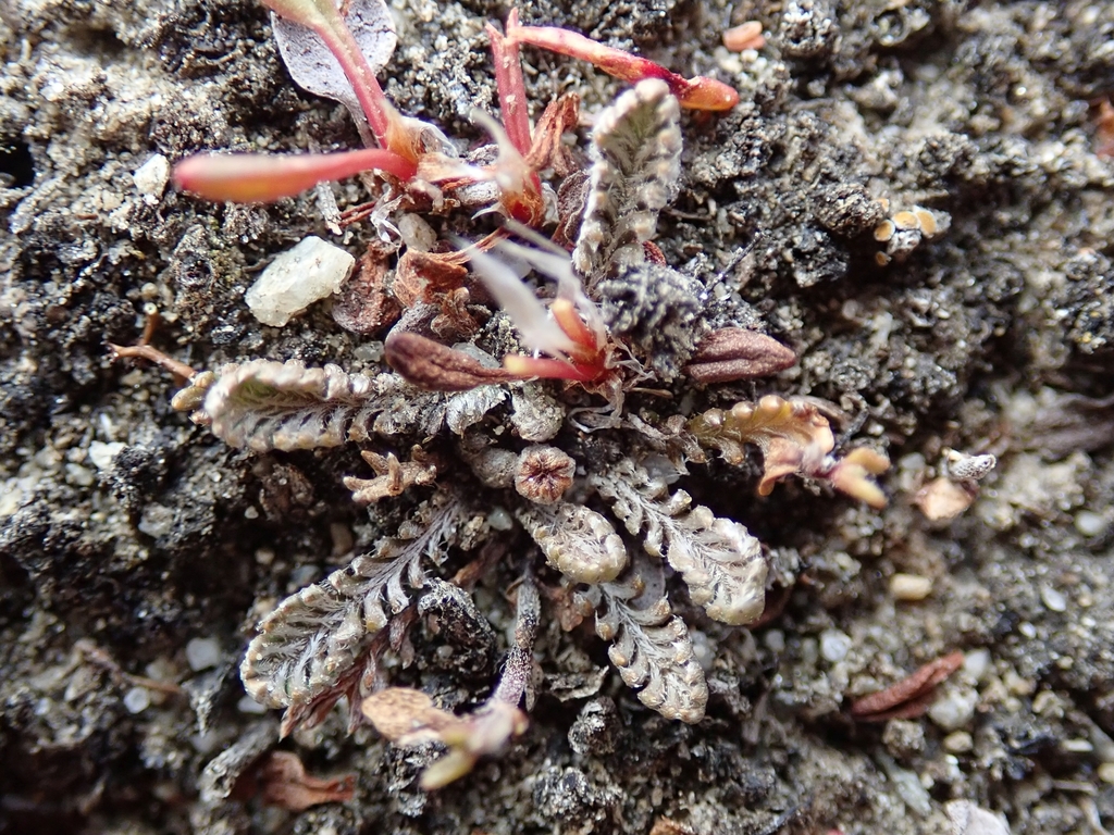 Leptinella conjuncta