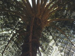 Sphaeropteris excelsa