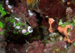 Rhynchocinetes durbanensis