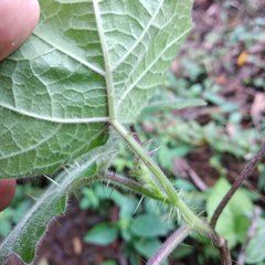 Solanum myriacanthum