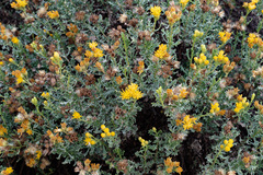 Isocoma hartwegii