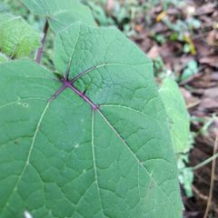 Solanum myriacanthum