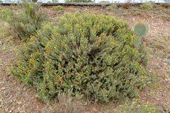 Isocoma hartwegii