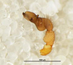 Orsolobidae