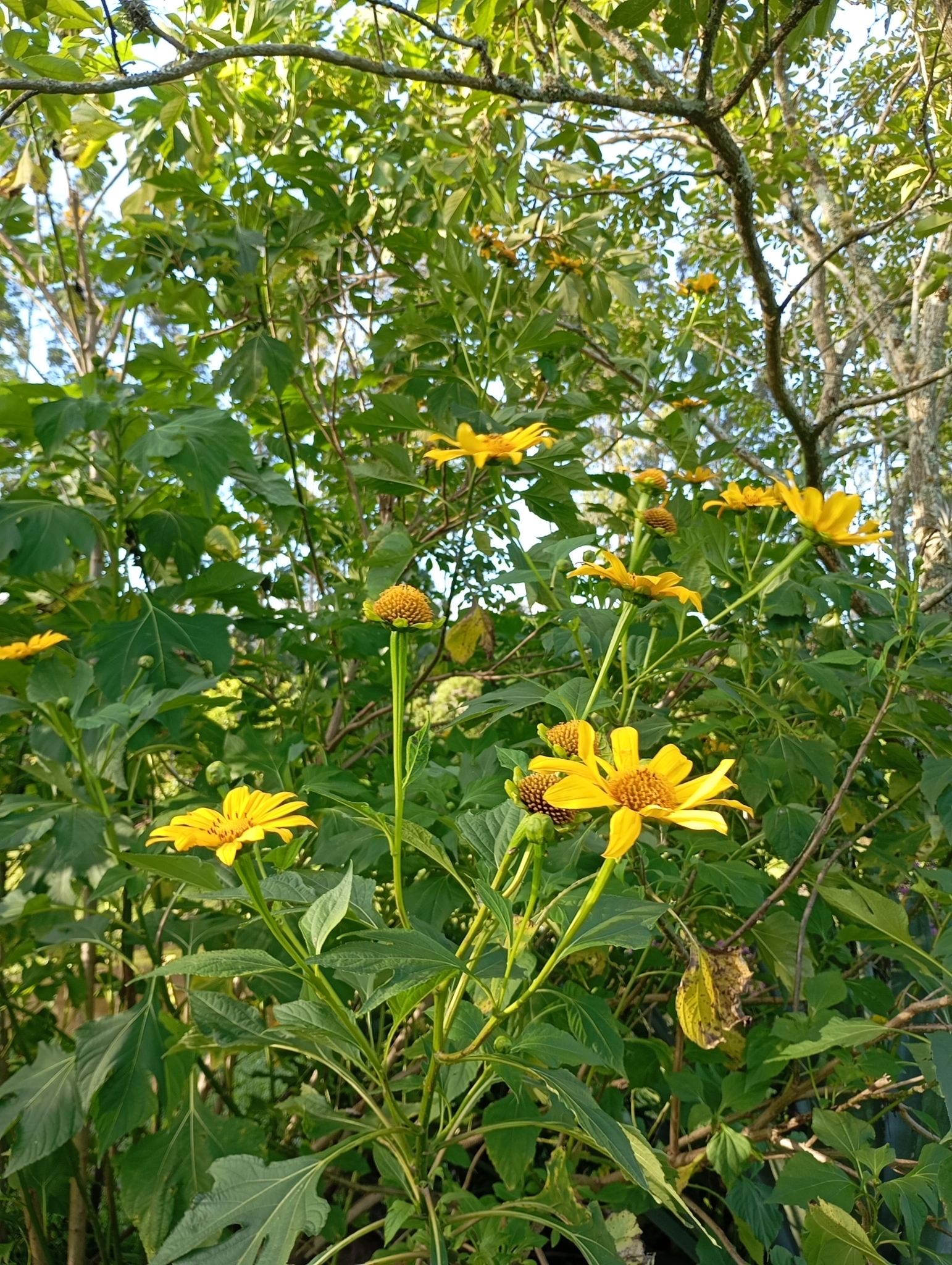Tithonia diversifolia