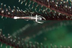 Laomenes amboinensis