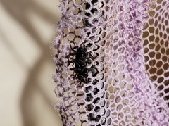 Ellipes minuta