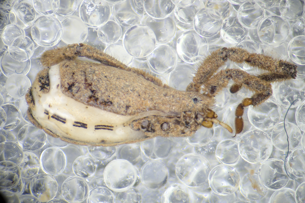 Anelasmocephalus lycosinus