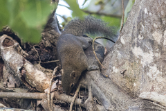 Callosciurus pygerythrus