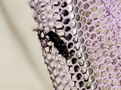 Ellipes minuta