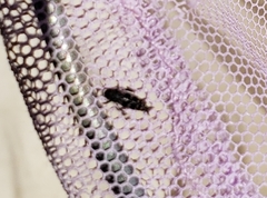 Ellipes minuta