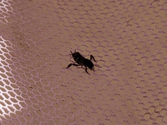 Ellipes minuta