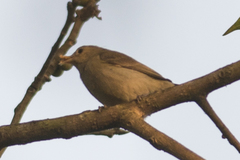 Dicaeum erythrorhynchos