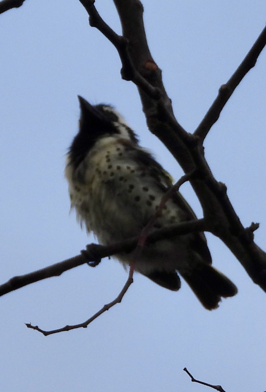 Spot-flanked Barbet (Tricholaema lacrymosa), photo 2