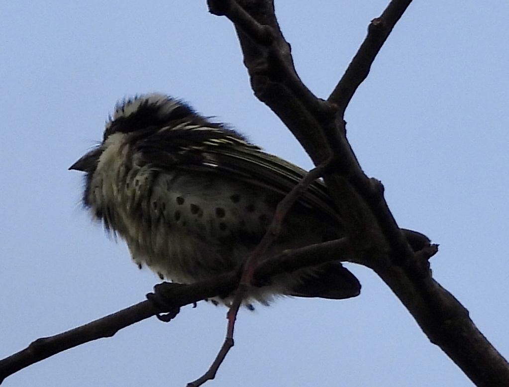 Spot-flanked Barbet (Tricholaema lacrymosa), photo 3