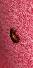 Liogenys
