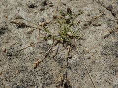Poa maniototo