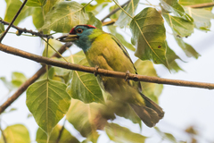 Psilopogon asiaticus