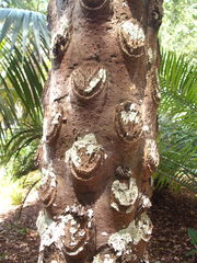 Sphaeropteris excelsa