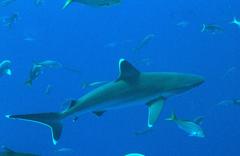 Carcharhinus albimarginatus