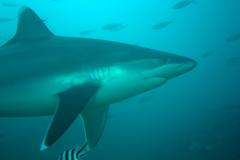 Carcharhinus albimarginatus