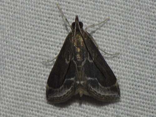 Frosted Pyrausta photo 2