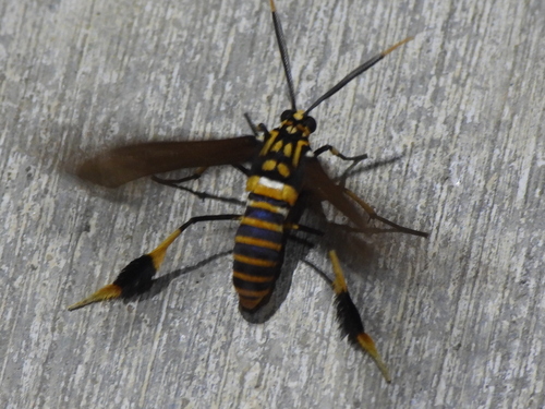 Texas Wasp Moth photo 6
