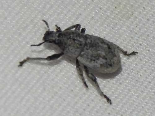 Imbricated Snout Beetle photo 5