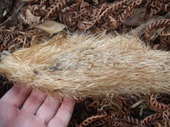 Sphaeropteris excelsa