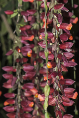 Thunbergia coccinea
