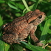 European Toad - Photo (c) Korall, some rights reserved (CC BY-SA)