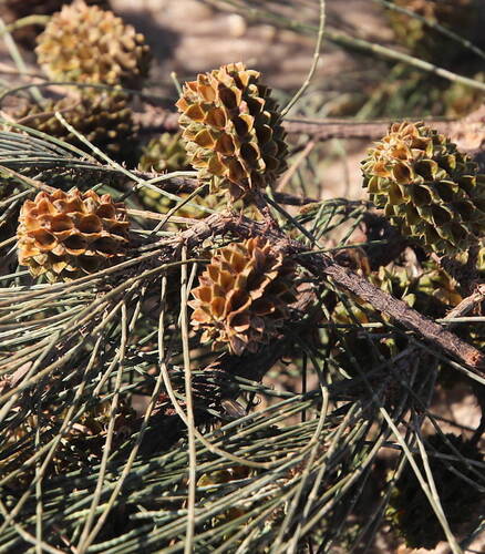 Beach Sheoak