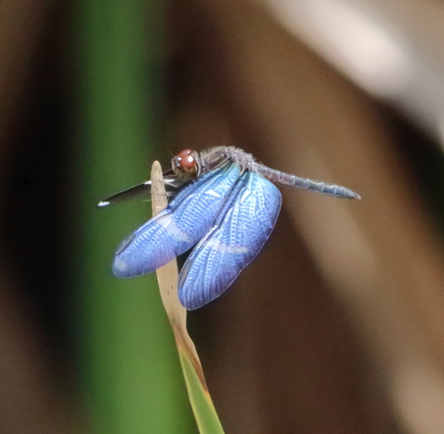 Clearspot Bluewing