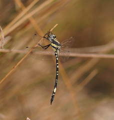 Parasynthemis regina