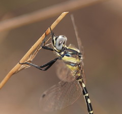 Parasynthemis regina