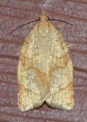 Adoxophyes negundana