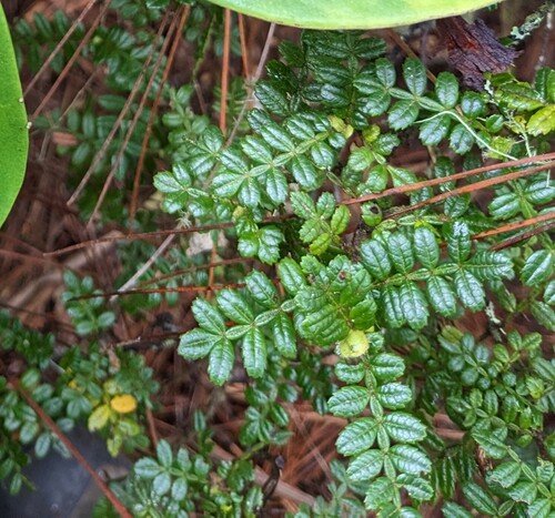 bastard briziletto (Weinmannia pinnata)