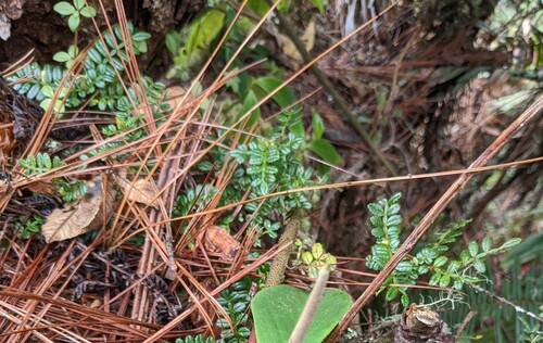 Weinmannia pinnata, photograph 4