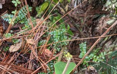Weinmannia pinnata, photograph (c) Zac Peterson, some rights reserved (CC BY)