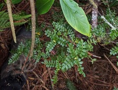 Weinmannia pinnata, photograph (c) Zac Peterson, some rights reserved (CC BY)