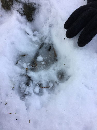 iNaturalist observation photo of American Black Bear