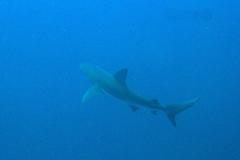 Carcharhinus galapagensis