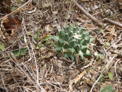 Mammillaria roseoalba
