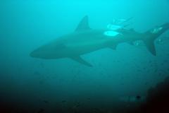 Carcharhinus galapagensis