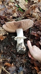 Agaricus moelleri