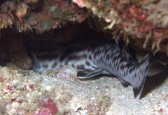 Atelomycterus baliensis