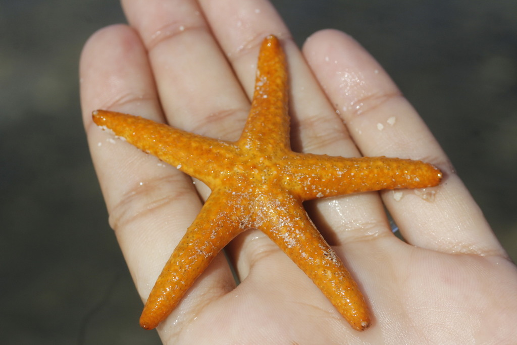 Echinaster paucispinus