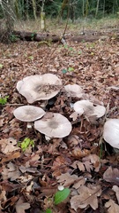 Agaricus moelleri