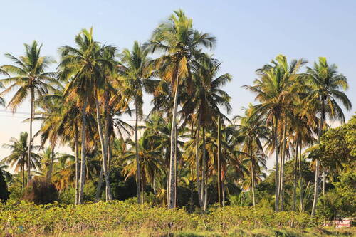 coconut palm